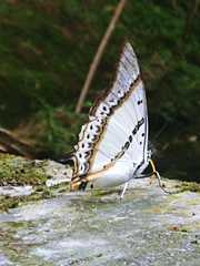 Polyura nepenthes