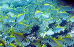 Schuettea scalaripinnis