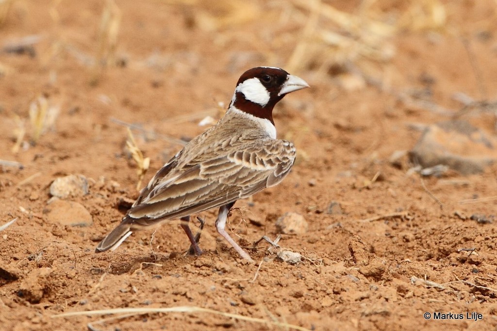Chestnut-headed Sparrow-Lark photo