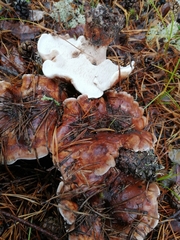 Phellodon fuligineoalbus