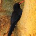 Violet Woodhoopoe - Photo (c) markus lilje, some rights reserved (CC BY-NC-ND), uploaded by markus lilje