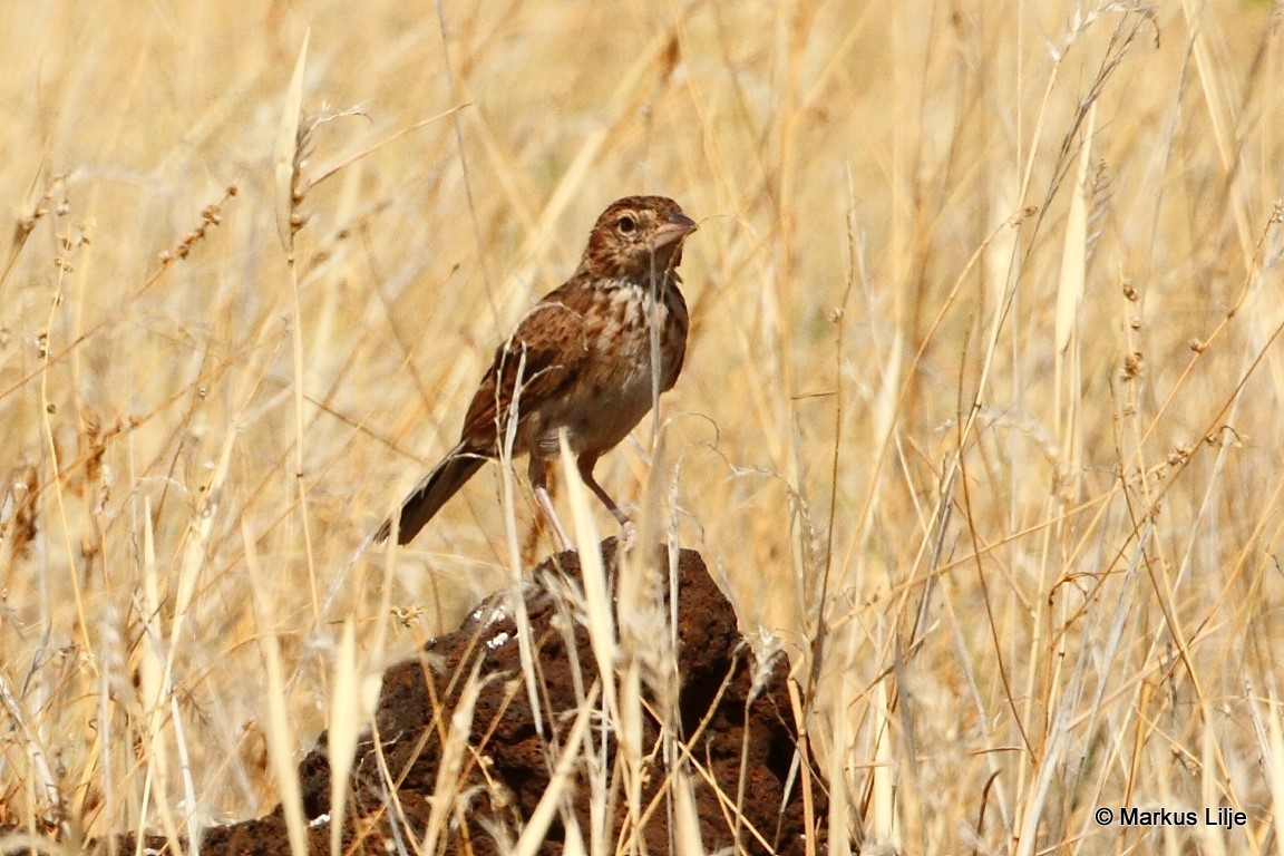 Williams's Lark illustration
