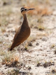 Cursorius somalensis