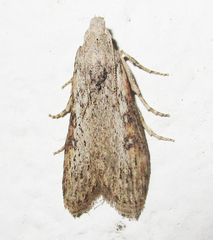 Lamoria planalis
