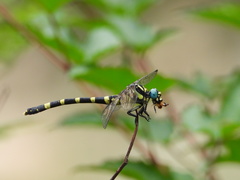 Lamelligomphus ringens