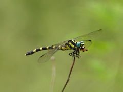 Lamelligomphus ringens