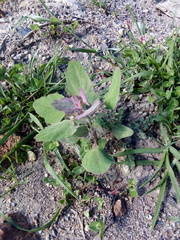 Chenopodium quinoa