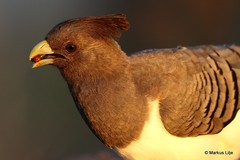 Corythaixoides leucogaster