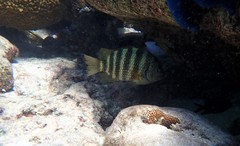 Abudefduf septemfasciatus