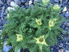 Cirsium spinosissimum