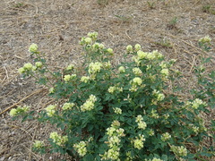 Medicago