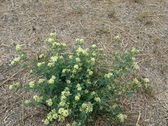 Medicago