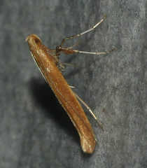 Caloptilia invariabilis