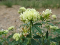Medicago