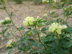 Medicago