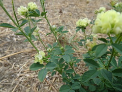Medicago