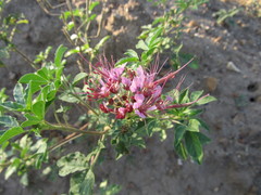 Polanisia dodecandra riograndensis