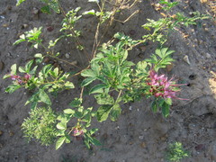 Polanisia dodecandra riograndensis