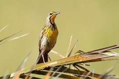 Macronyx aurantiigula