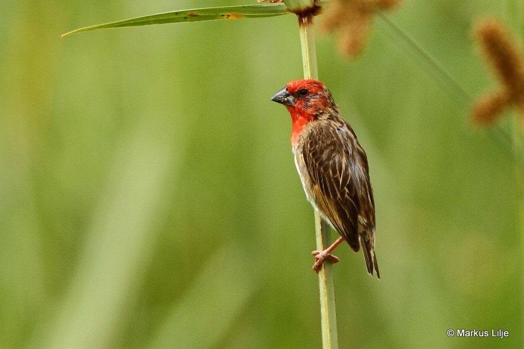 Cardinal Quelea (Quelea cardinalis) photo