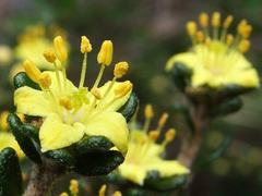 Asterolasia trymalioides