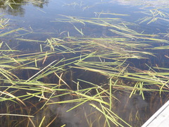 Torreyochloa pallida
