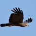 African Harrier-Hawk - Photo (c) markus lilje, some rights reserved (CC BY-NC-ND), uploaded by markus lilje