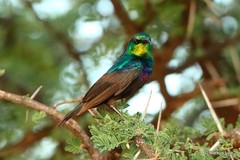 Cinnyris mariquensis