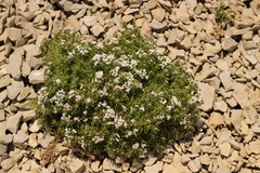 Asperula supina caespitans