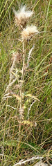 Cirsium flodmanii