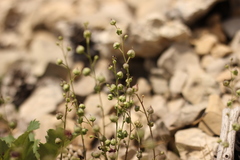 Scrophularia exilis