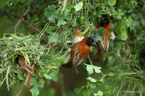 Chestnut Weaver