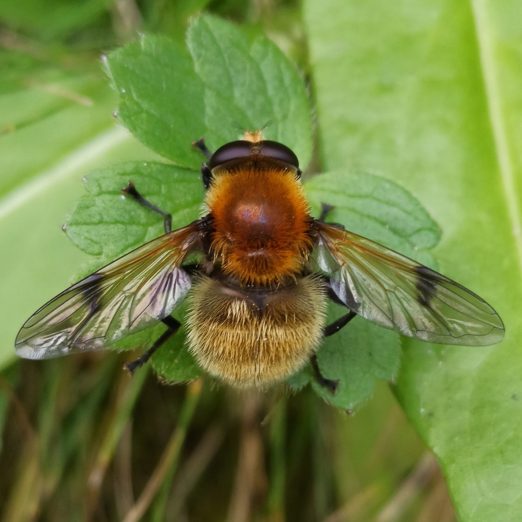 Sericomyia superbiens
