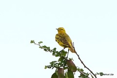 Tmetothylacus tenellus