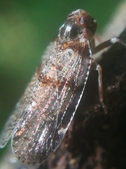 Cixius distinguendus