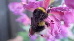 Bombus cryptarum