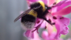 Bombus cryptarum