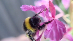 Bombus cryptarum