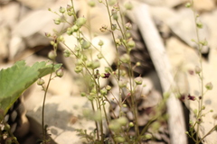 Scrophularia exilis
