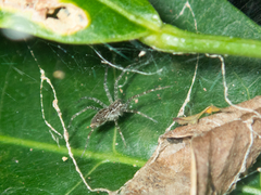 Dendrolycosa