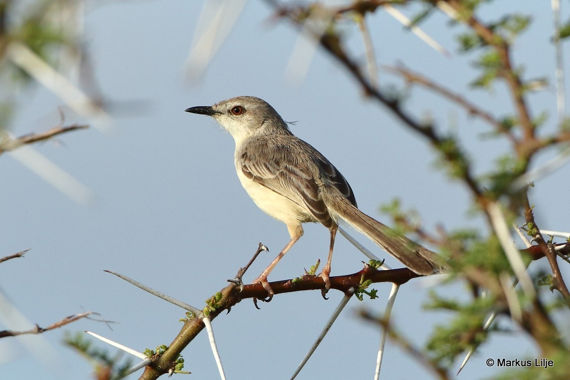 Pale Prinia illustration