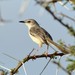 Prinia somalica - Photo 由 markus lilje 所上傳的 (c) markus lilje，保留部份權利CC BY-NC-ND