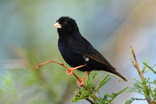 Village Indigobird
