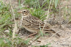 Alaudala somalica