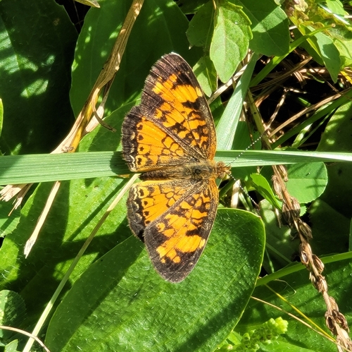 Pearl Crescent photographed in New Hampshire