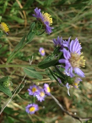 Aster amellus