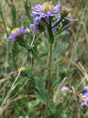 Aster amellus