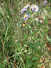 Aster amellus