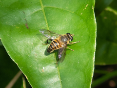 Mallota curvigaster