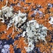 Hooded Ribbon Lichen - Photo (c) Samuel Brinker, some rights reserved (CC BY-NC), uploaded by Samuel Brinker